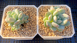 Graptoveria white horse