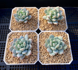 Graptoveria white horse
