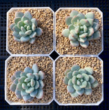 Graptoveria white horse