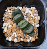Haworthia truncata seed grown