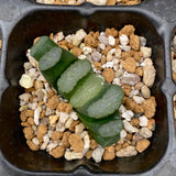 Haworthia truncata seed grown