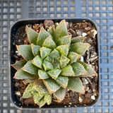 Haworthia A