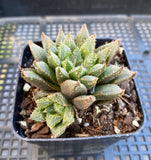 Haworthia A