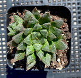 Haworthia A