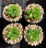 Haworthia cooperi Mochi Gyokuro