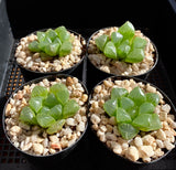 Haworthia cooperi Mochi Gyokuro