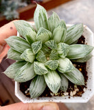Haworthia cooperi 'Silver Swirl' 白斑玉露 MELBOURNE SYDNEY ADELAIDE QUEENSLAND CANBERRA VICTORIA NSW QUEENSLAND SOUTH AUSTRALIA ACT SUCCULENT 多肉 墨尔本 维多利亚 澳洲 澳大利亚 悉尼 新南威尔士 阿德莱德 南澳 昆士兰 布里斯本 黄金海岸 多肉植物 堪培拉