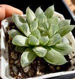 Haworthia cooperi 'Silver Swirl'