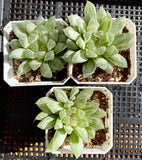 Haworthia cooperi 'Silver Swirl'