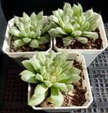 Haworthia cooperi 'Silver Swirl'