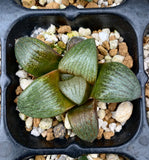 Haworthia emelyae seed grown