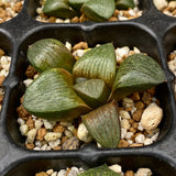 Haworthia emelyae seed grown