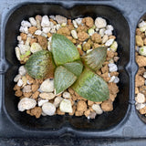 Haworthia emelyae seed grown
