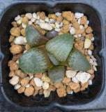 Haworthia emelyae seed grown