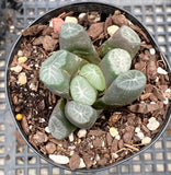Haworthia maughanii NEW MOON
