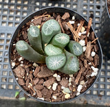 Haworthia maughanii NEW MOON