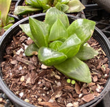 Haworthia retusa shiny leaves