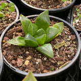 Haworthia retusa shiny leaves