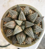 Haworthia wimii silver kiwi