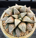 Haworthia wimii silver kiwi