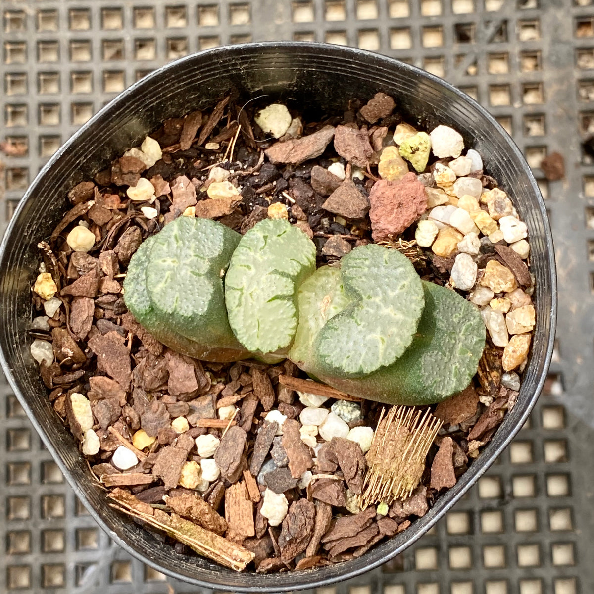 Haworthia truncata