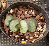 Haworthia truncata