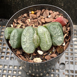 Haworthia truncata