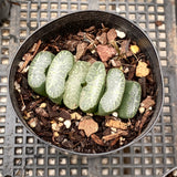Haworthia truncata