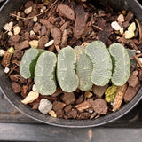 Haworthia truncata