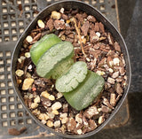 Haworthia truncata