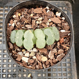 Haworthia truncata