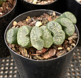 Haworthia truncata