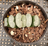 Haworthia truncata