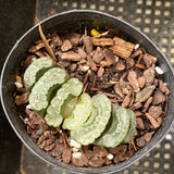 Haworthia truncata