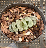 Haworthia truncata