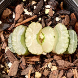 Haworthia truncata