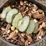 Haworthia truncata