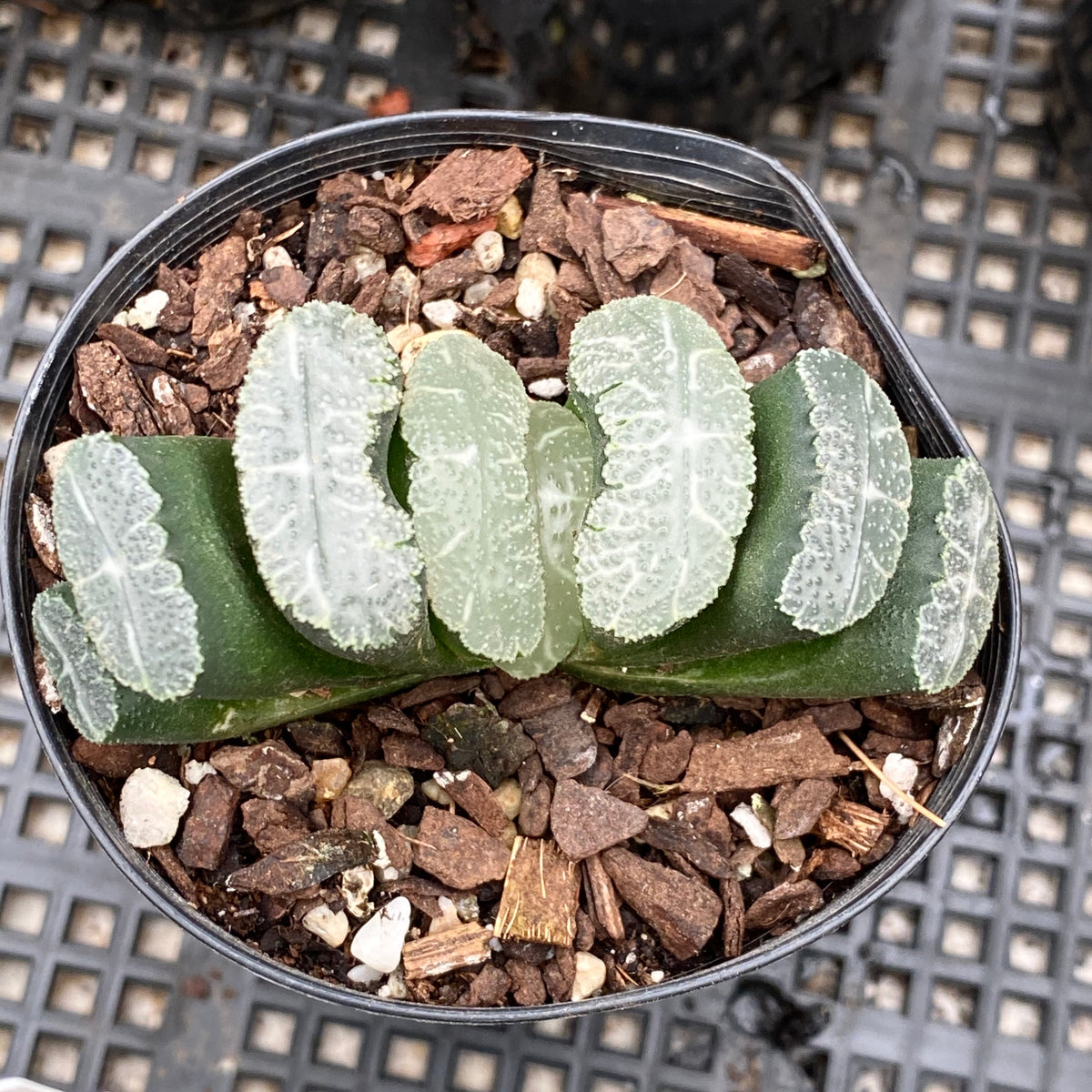 Haworthia truncata