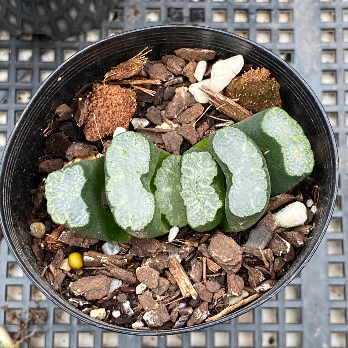 Haworthia truncata