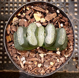 Haworthia truncata