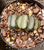 Haworthia truncata