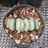 Haworthia truncata