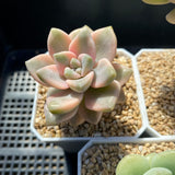 Grapto. paraguayense bernalense variegata