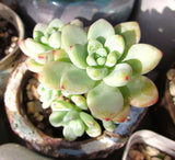 Sedum Clavatum 劳尔 Melbourne Australia