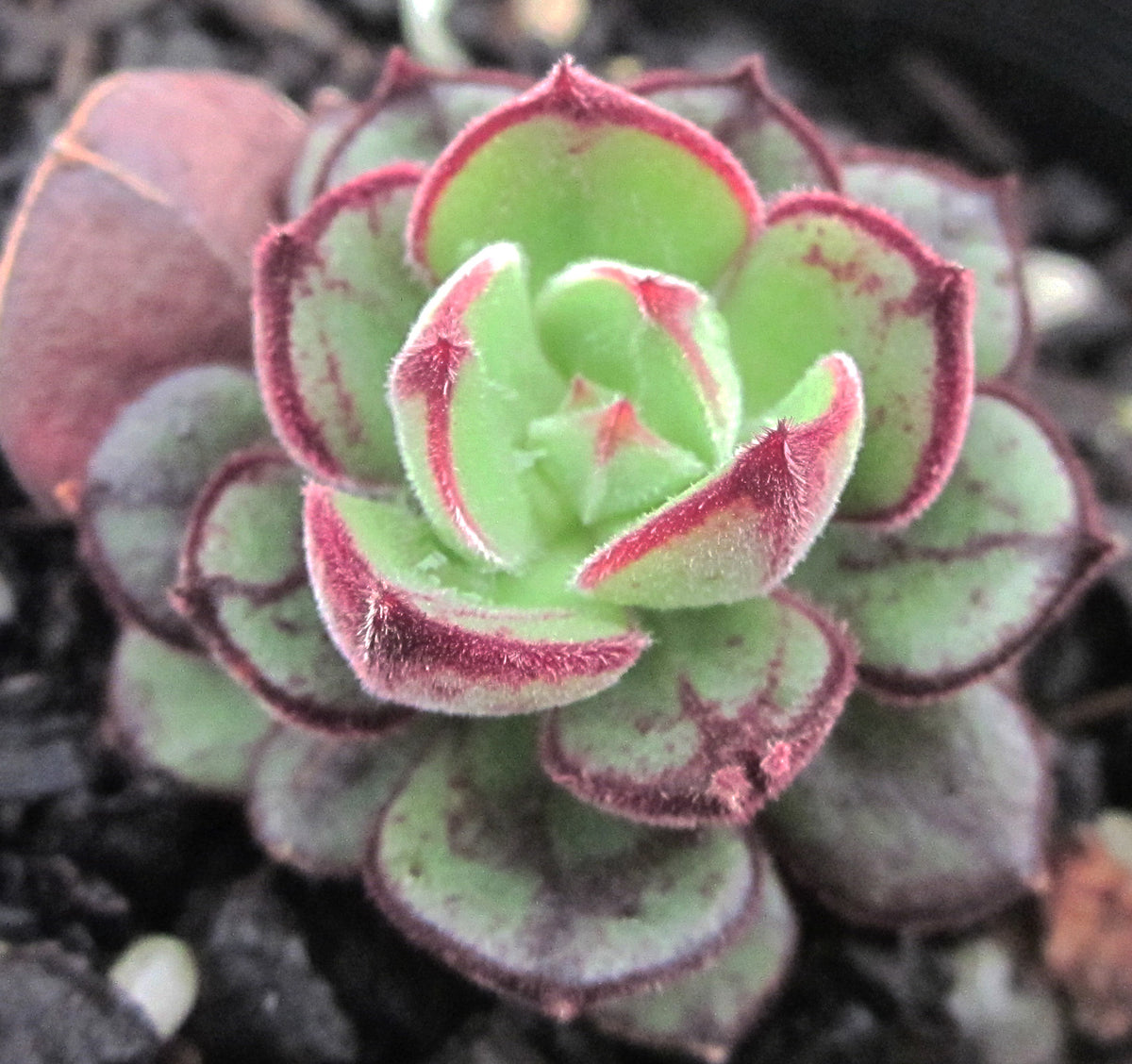 お纏め　多肉植物　覆輪❁︎ジョアンダニエル錦　カット 多肉植物 エケベリア属 ジョアンダニエル カット極小苗 : 花と緑のはな