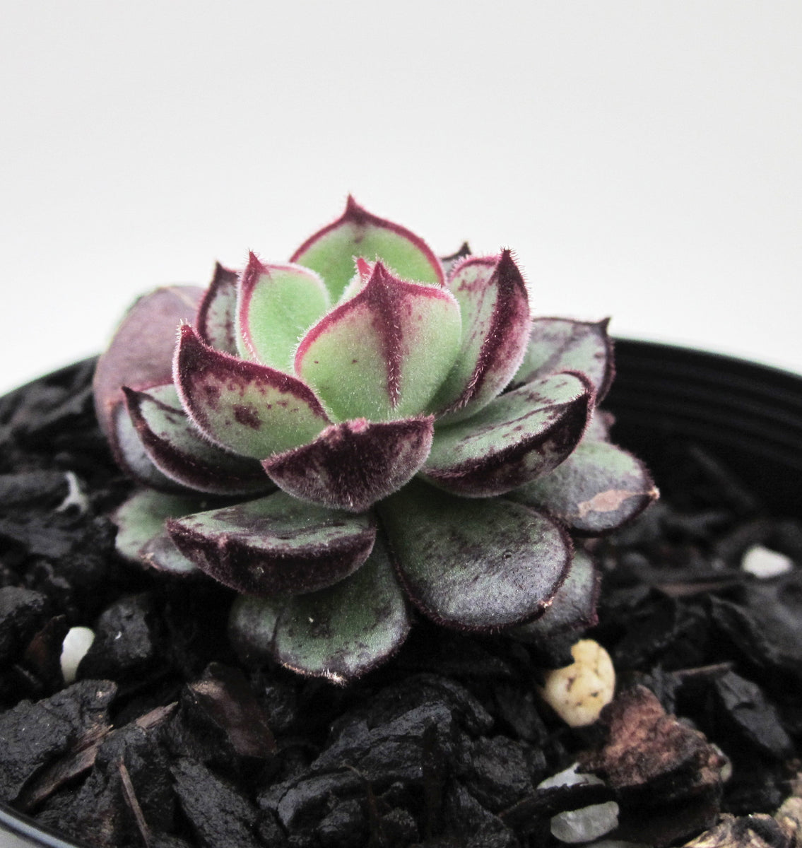 Echeveria Joan Daniel – RNT SUCCULENTS