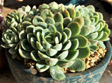 Echeveria 'rasberry ice' MELBOURNE SYDNEY ADELAIDE QUEENSLAND CANBERRA VICTORIA NSW QUEENSLAND SOUTH AUSTRALIA ACT SUCCULENT 多肉 墨尔本 维多利亚 澳洲 澳大利亚 悉尼 新南威尔士 阿德莱德 南澳 昆士兰 布里斯本 黄金海岸 多肉植物 堪培拉