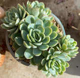 Echeveria 'rasberry ice'