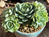Echeveria 'rasberry ice'