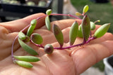 Othonna capensis 'Ruby necklace' MELBOURNE SYDNEY ADELAIDE QUEENSLAND CANBERRA VICTORIA NSW QUEENSLAND SOUTH AUSTRALIA ACT SUCCULENT 多肉 墨尔本 维多利亚 澳洲 澳大利亚 悉尼 新南威尔士 阿德莱德 南澳 昆士兰 布里斯本 黄金海岸 多肉植物 堪培拉